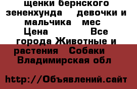 щенки бернского зененхунда. 2 девочки и 2 мальчика(2 мес.) › Цена ­ 22 000 - Все города Животные и растения » Собаки   . Владимирская обл.